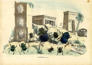Scarab Beetles，1863-79