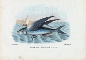 热带双翼飞鱼，1863-79 作者 雷蒙多·彼得罗亚