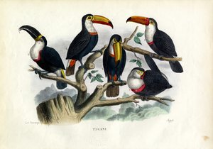 Tucans，1863-79 作者 雷蒙多·彼得罗亚