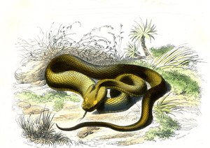 Vipere spearhead (Cophias Lanceolatus) - 插图选自 Bernard Germain de Lacepede (1856-1925)的《自然史》，巴黎 P.Furme 版 作者 雷蒙多·彼得罗亚