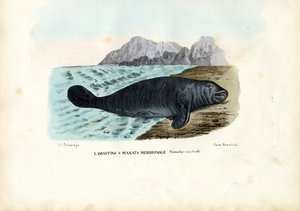 西印度海牛，1863-79 作者 雷蒙多·彼得罗亚