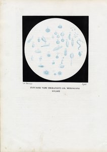 轮动物，1863-79 作者 雷蒙多·彼得罗亚