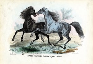 Wild Horses   1426533   zh       chinese Successfully Translated  Original: No. 2 Elevation of the Front of the first temple fronting the sea Translat: No. 2 Elevation of the Front of the first temple fronting the sea 1435900 zh chinese Successfully Transl 作者 雷蒙多·彼得罗亚