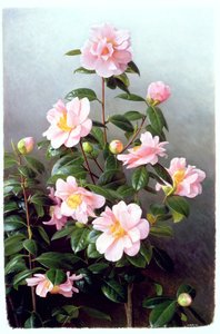 山茶花品种 作者 雷蒙德·布斯