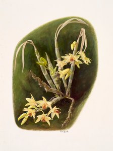 金斛兰（纸本油画） 作者 雷蒙德·布斯