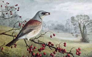 Fieldfare