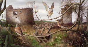 西约克郡埃卡普的 Fieldfares 作者 雷蒙德·布斯