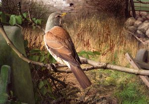 西约克郡埃卡普的 Fieldfares 作者 雷蒙德·布斯