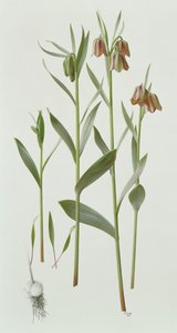 天满莔 作者 雷蒙德·布斯