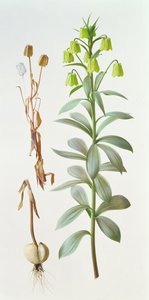 莔