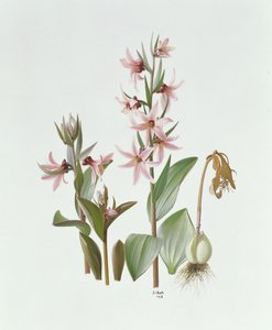 Fritillaria Stenanthera