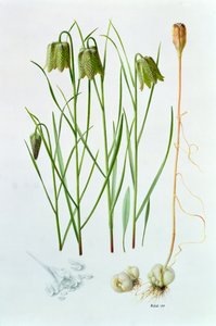 莔 作者 雷蒙德·布斯