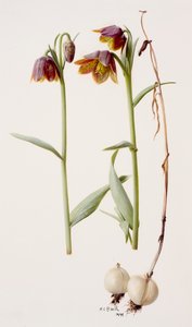 Fritillaria daviesii 作者 雷蒙德·布斯