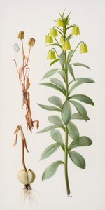 莔 作者 雷蒙德·布斯