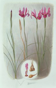 蝴蝶花 作者 雷蒙德·布斯