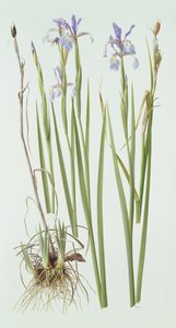 伊里斯-斯普里亚 作者 雷蒙德·布斯