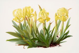 鸢尾花（纸上油画）