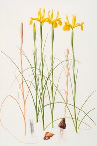 鸢尾花，2002 年（纸上油画）