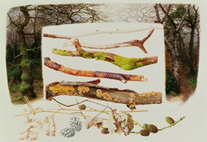 来自冬季林地的物品，2000 年（纸面油画） 作者 雷蒙德·布斯