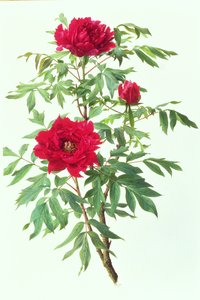 芍药