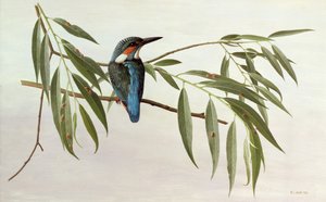 翠鸟 作者 雷蒙德·布斯