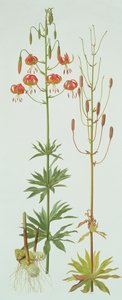 百合花 作者 雷蒙德·布斯
