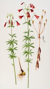 百合花 作者 雷蒙德·布斯