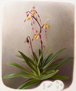 兰花 作者 雷蒙德·布斯