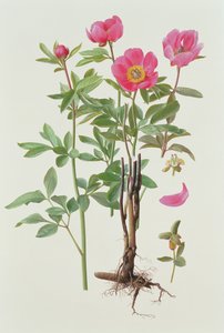 阿丽埃蒂娜-帕奥妮 作者 雷蒙德·布斯