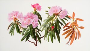 杜鹃花 作者 雷蒙德·布斯