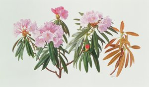 杜鹃花 Metternichii Micranthum