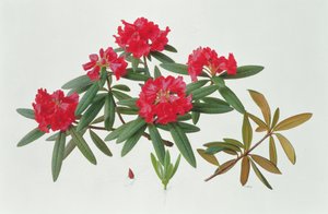 微型杜鹃花 作者 雷蒙德·布斯