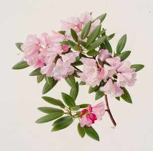 黄花杜鹃 作者 雷蒙德·布斯