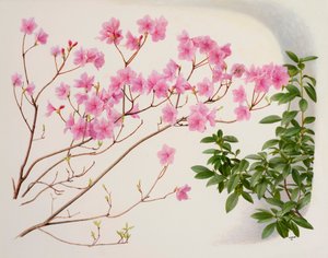 粘杜鹃