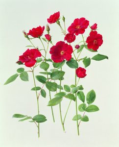 玫瑰