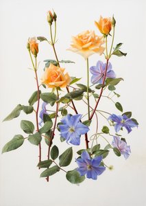 玫瑰和铁线莲 作者 雷蒙德·布斯