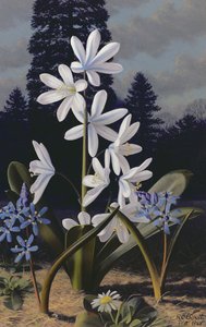 斯基拉斯（油画） 作者 雷蒙德·布斯