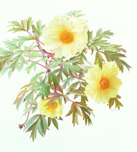 芍药树 "银帆"，2000 年（纸面油画）