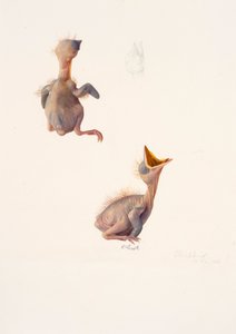 对乌鸫雏鸟的两项研究 作者 雷蒙德·布斯