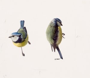 两幅蓝山雀作品（纸面油画）