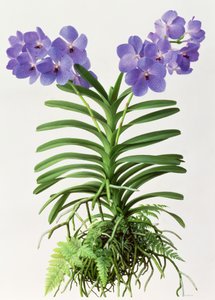 Vanda Rothschildiana 作者 雷蒙德·布斯