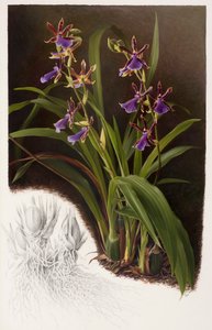 杂交种 作者 雷蒙德·布斯
