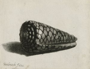 壳牌（Conus marmoreus），1650 作者 伦勃朗·范·赖恩