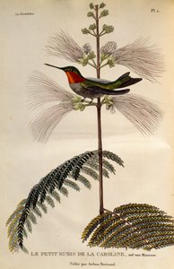 红宝石喉蜂鸟 (Archilochus colubris)，雕刻自 Trochilideae 或蜂鸟和蜂鸟 作者 Rene Primevere 课程