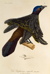 超级天堂鸟（Lophorina superba）的成年雄鸟，雕刻选自 Histoire naturelle des oiseaux de paradis et des epimagues 作者 Rene Primevere 课程