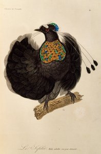 西帕罗蒂亚 (Parotia sefilata) 成年雄性，雕刻自《天堂鸟和埃皮马格斯自然史》