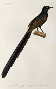 Gorget 雌性天堂鸟，雕刻自天堂鸟和表象的自然历史 作者 Rene Primevere 课程