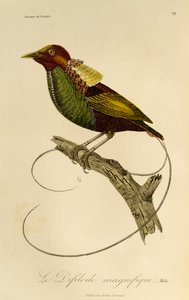 雄鸟天堂鸟（Cicinnurus magnificus），雕刻自《天堂鸟自然史》和《天堂鸟》 作者 Rene Primevere 课程