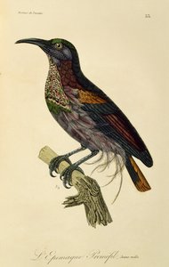 天堂步枪鸟年轻雄性 (Ptiloris heavenus)，雕刻自天堂鸟和 Epimagues 的自然历史 作者 Rene Primevere 课程