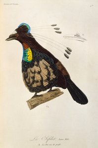 西帕罗蒂亚 (Parotia sefilata) 的年轻雄性，雕刻自《天堂鸟和埃皮马格斯自然史》